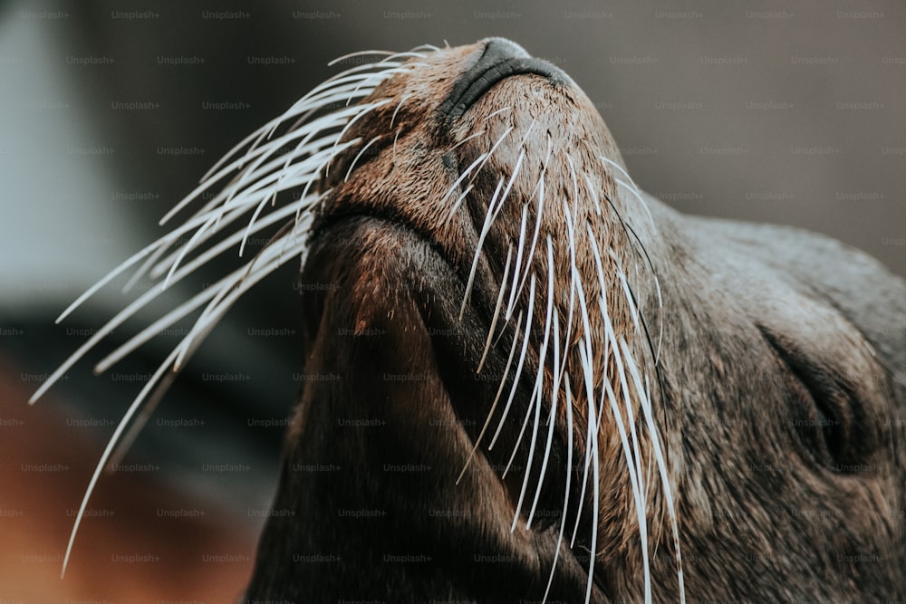 a close up of a sea lion's face