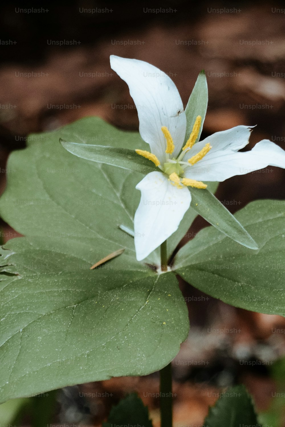 una flor blanca con un estambre amarillo