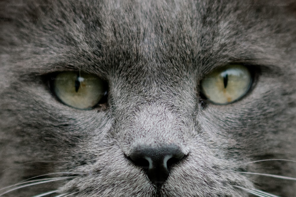 a close up of a gray cat's face