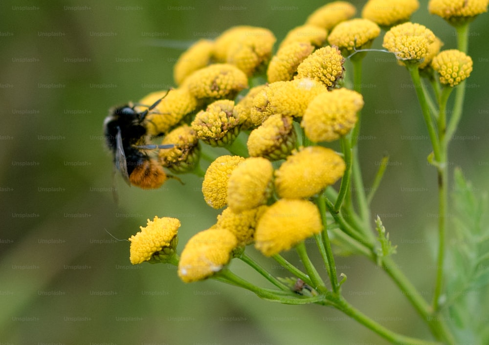 a bee is sitting on a yellow flower