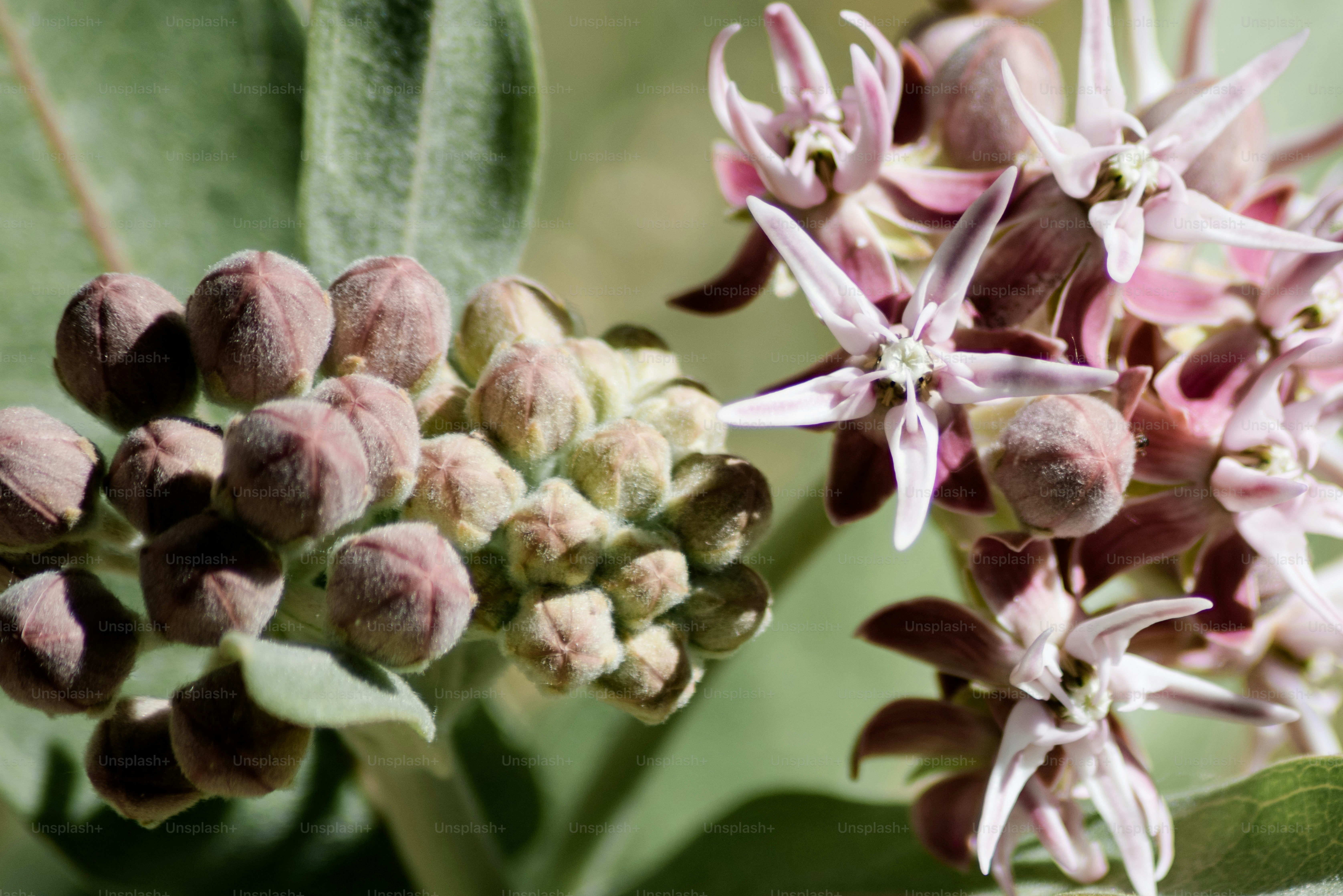 植物の花のクローズアップ
