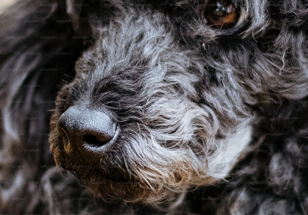 um close up do rosto de um cão olhando para a câmera