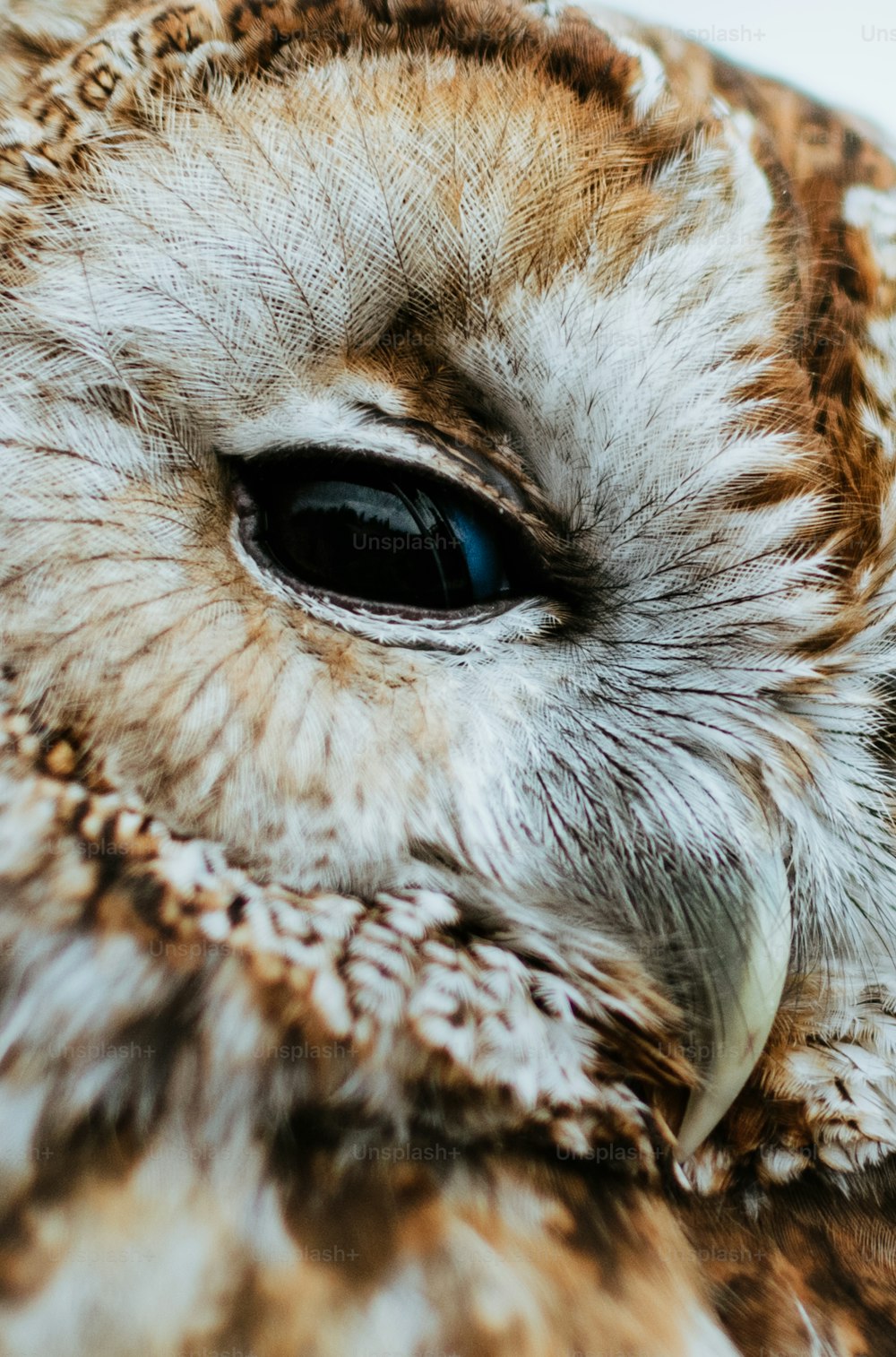 a close up of an owl's eye with a blurry background