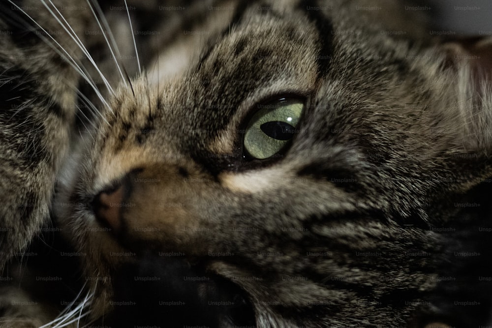 a close up of a cat with green eyes