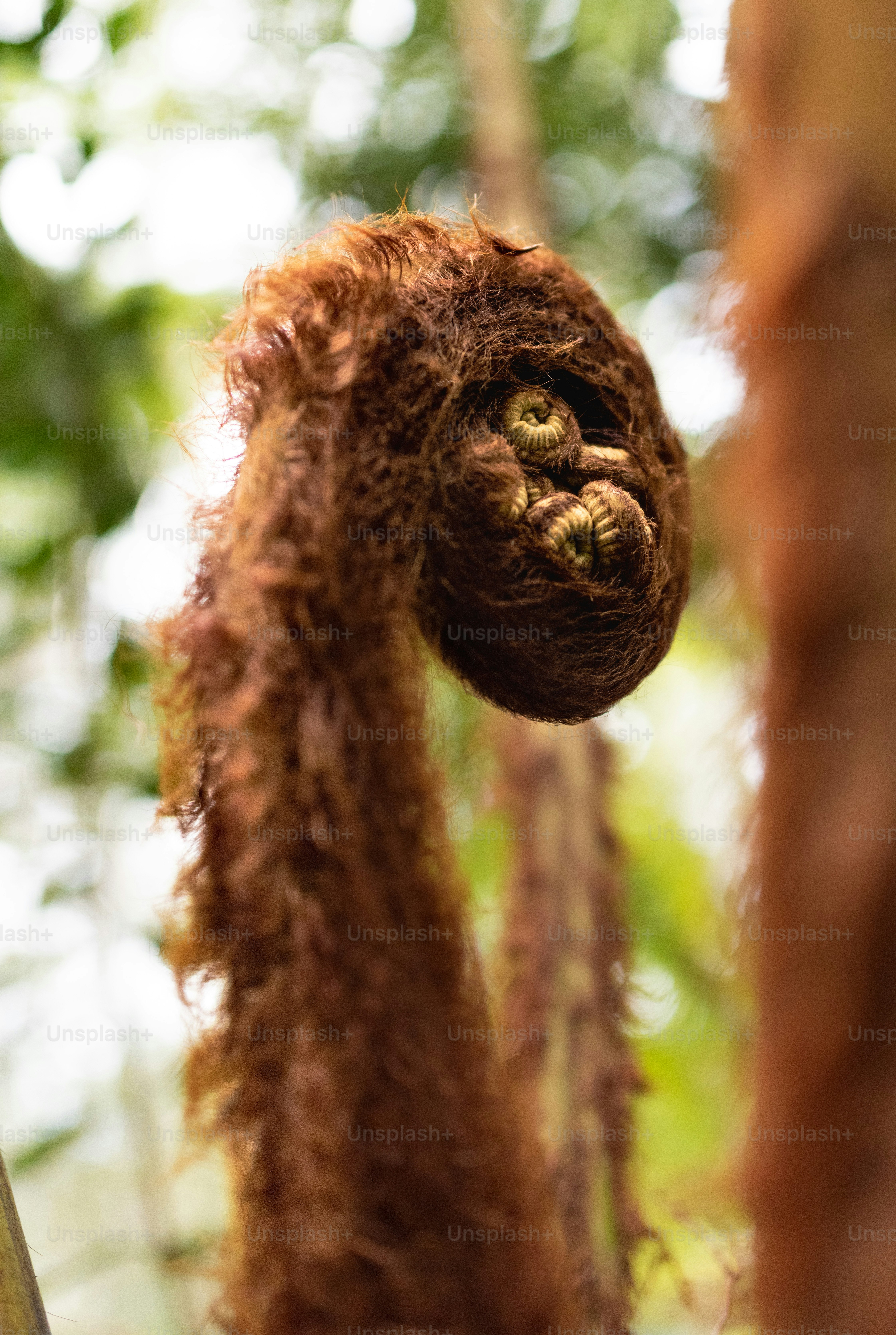 森の木からぶら下がっているぬいぐるみ