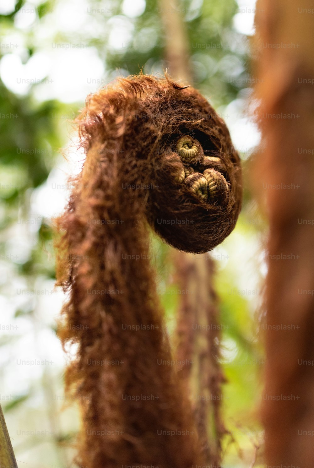 a stuffed animal hanging from a tree in a forest