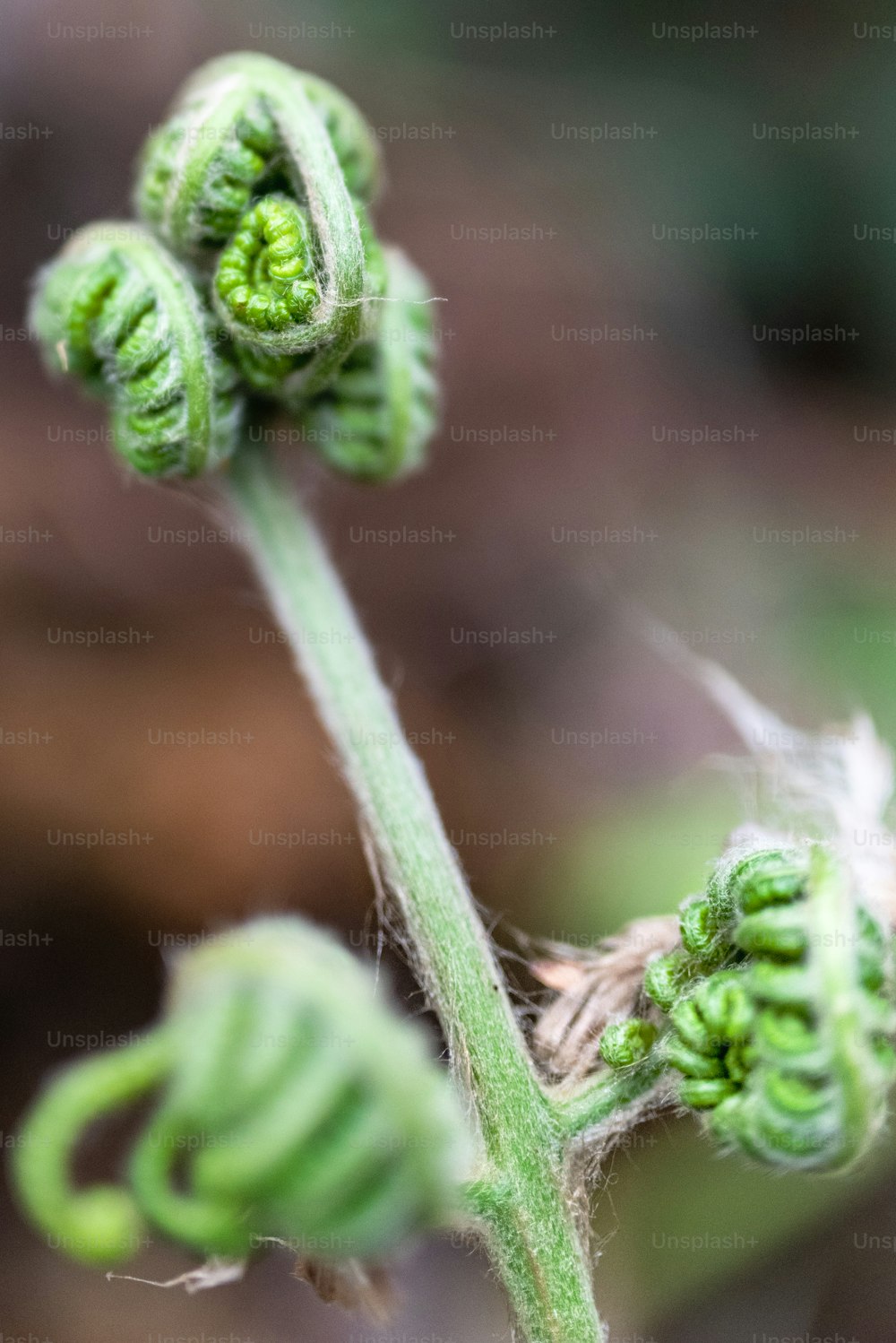 a close up of a plant with green leaves