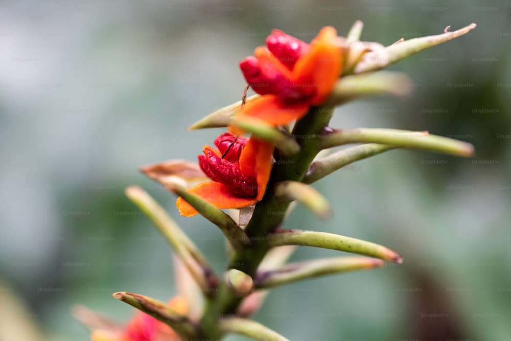 a close up of a flower with a blurry background