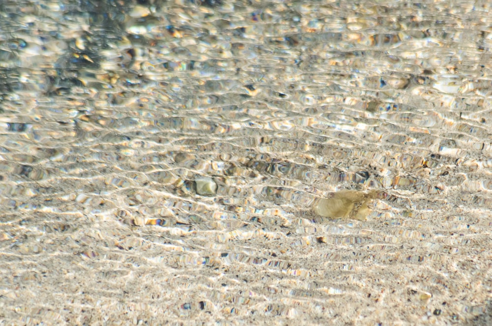 Ein Vogel steht im seichten Wasser