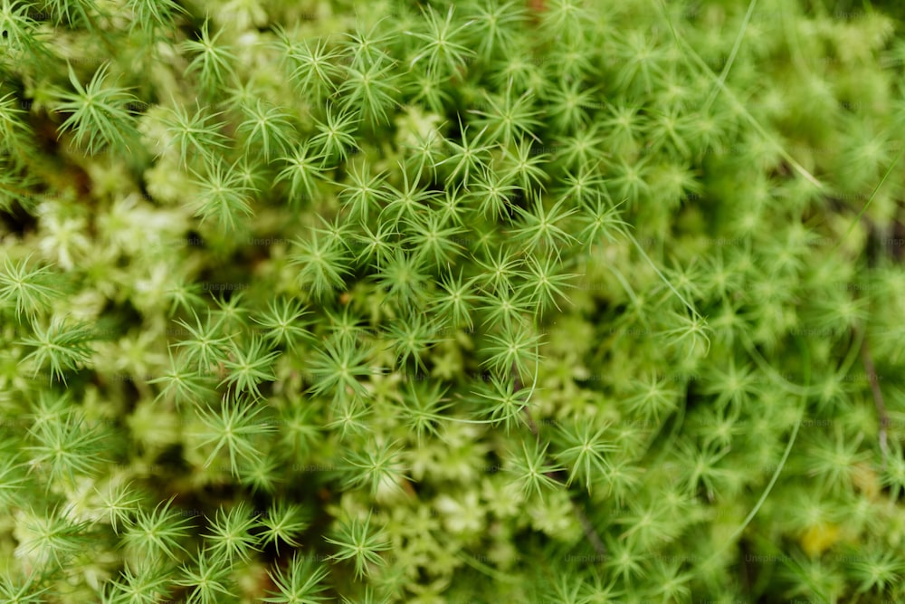 a close up view of a green plant