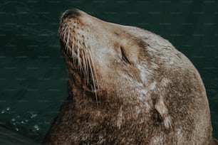a close up of a seal in the water