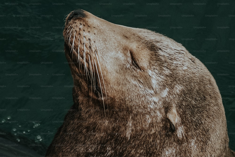 a close up of a seal in the water