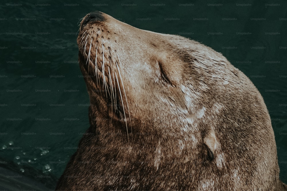 Un primer plano de una foca en el agua