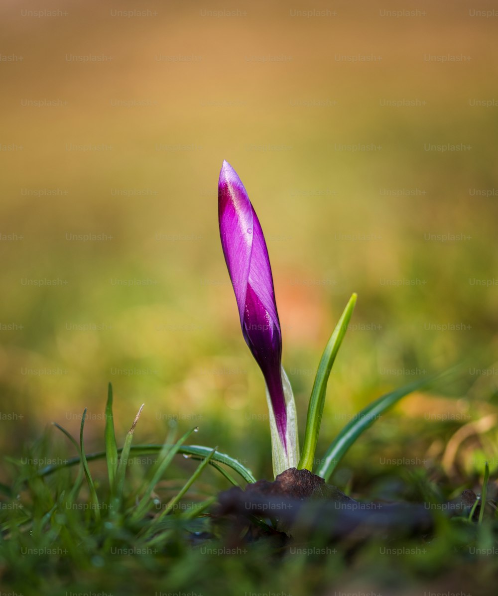 a single purple flower sitting in the grass