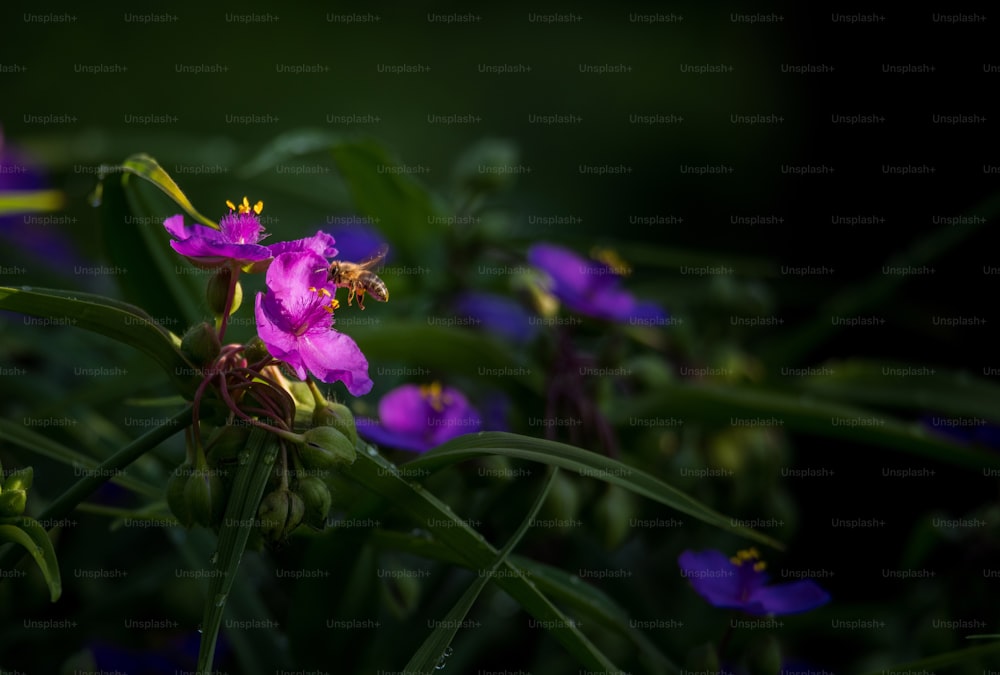 풀밭에있는 보라색 꽃 한 무리