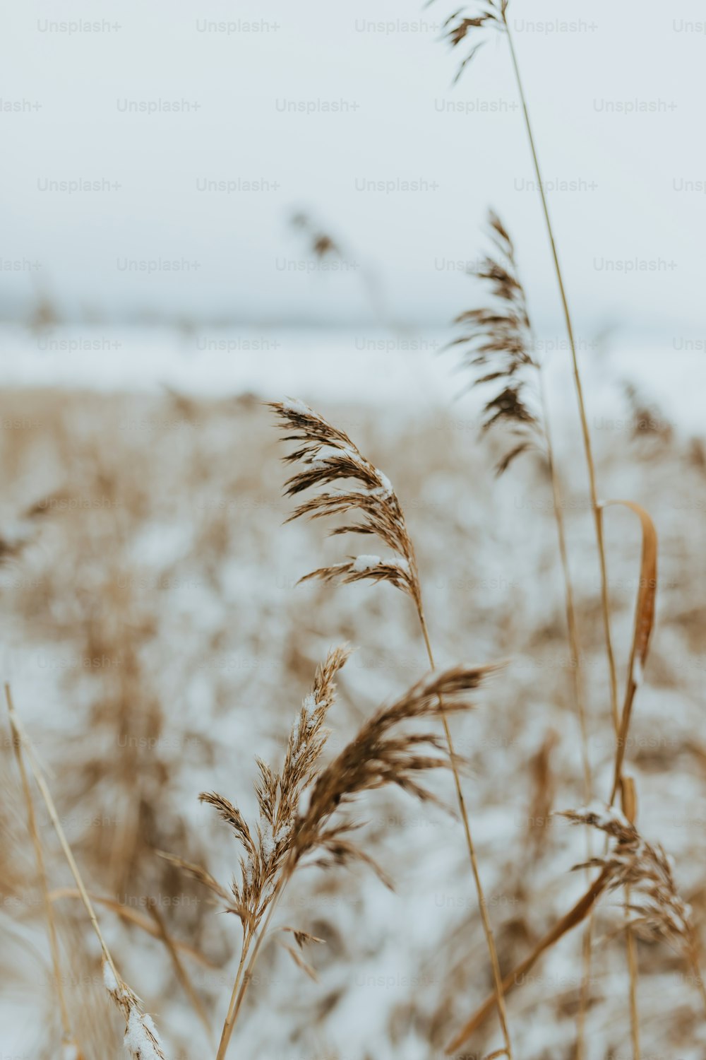 a close up of a plant with snow in the background