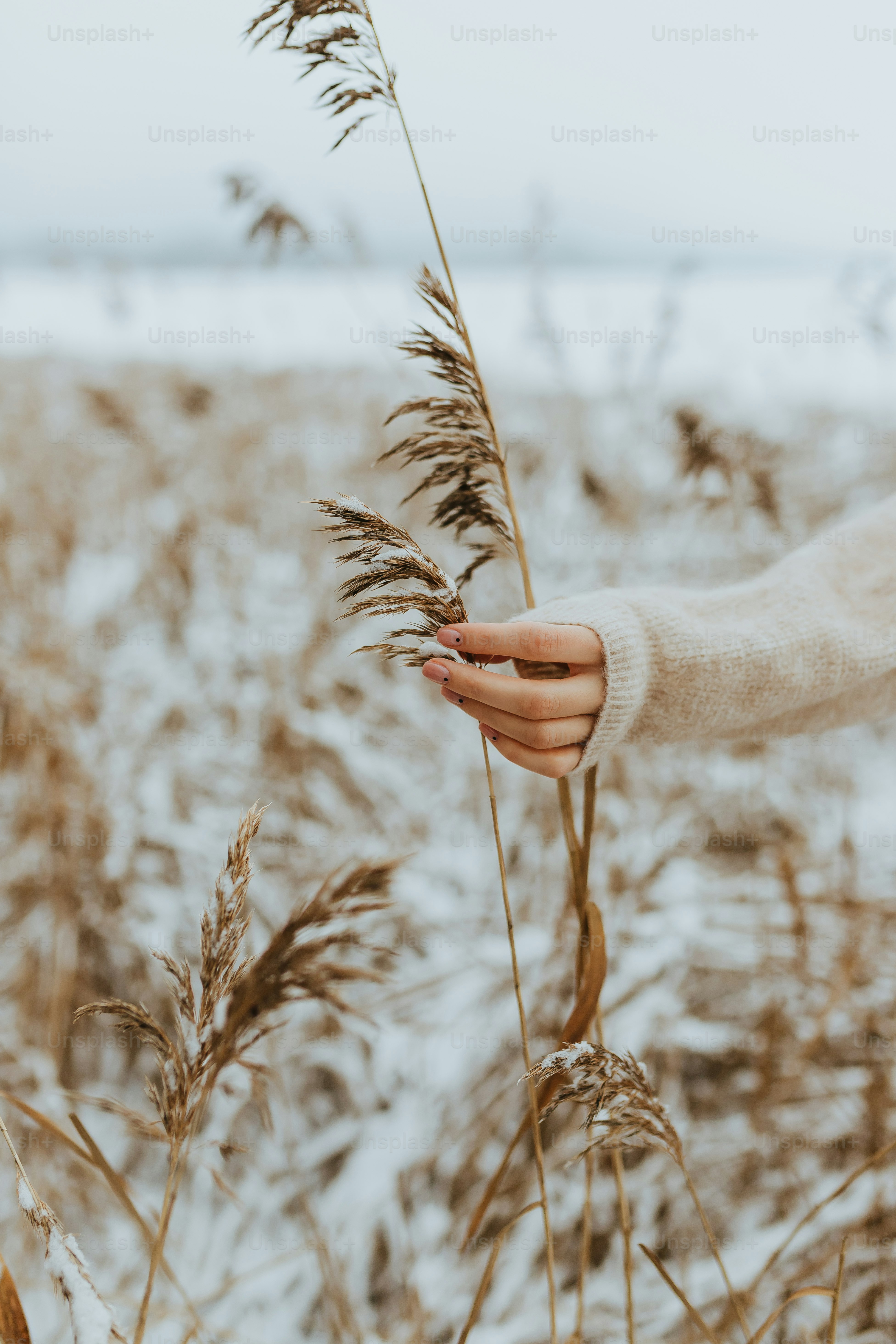 eine Person, die eine Pflanze in der Hand hält