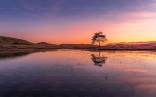 a lone tree stands in the middle of a lake