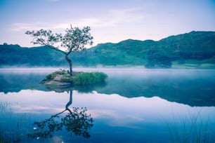 Ein einsamer Baum auf einer kleinen Insel inmitten eines Sees