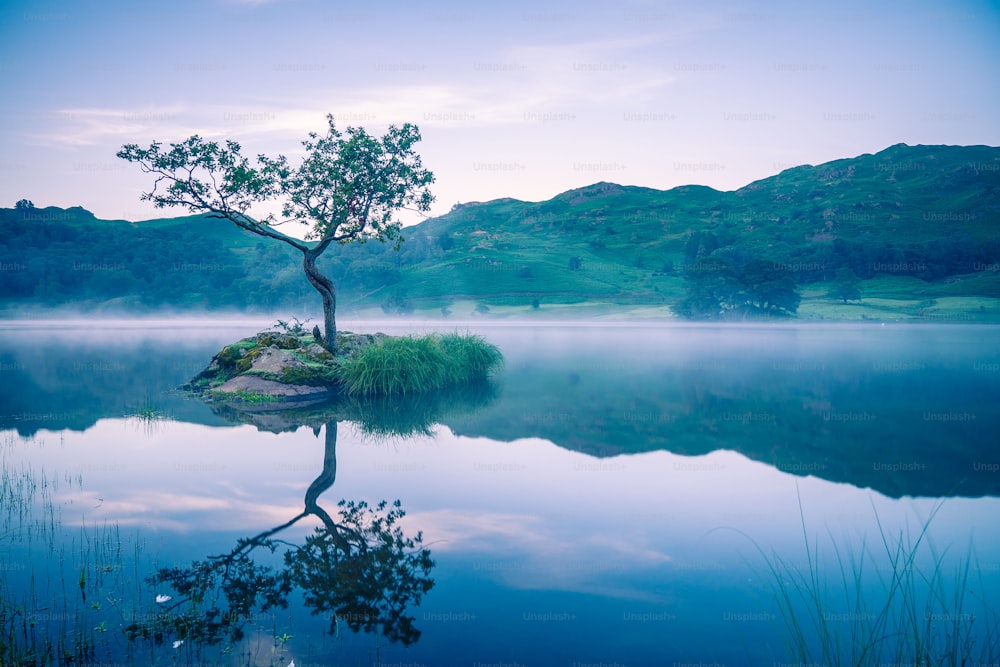 a lone tree on a small island in the middle of a lake