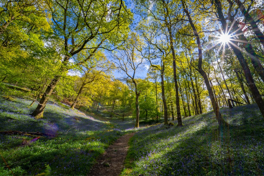 il sole splende tra gli alberi nel bosco