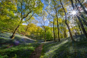 the sun shines through the trees in the woods