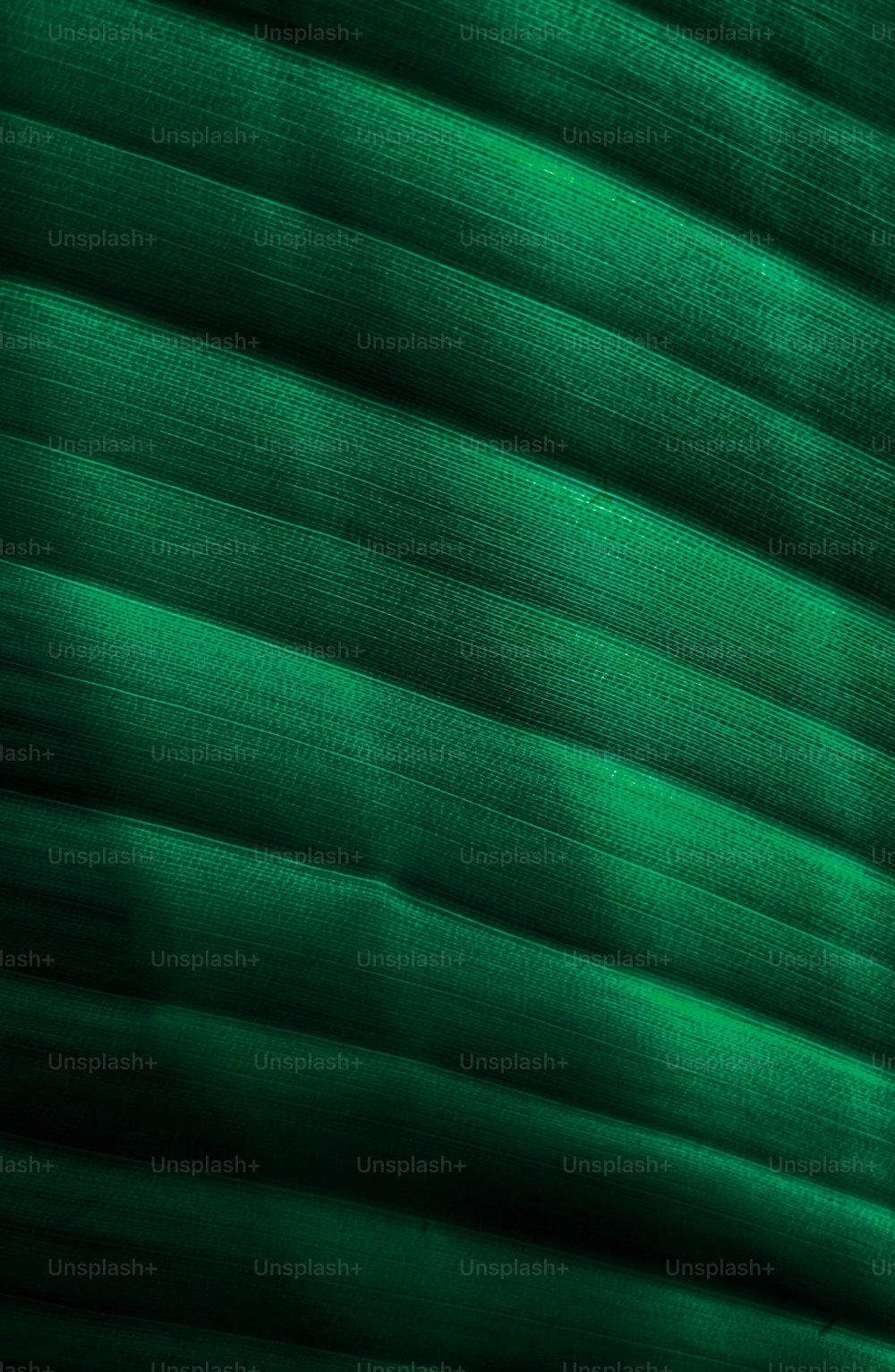 A close up of a green banana leaf photo – Plants background Image on