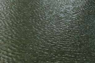 a bird flying over a body of water