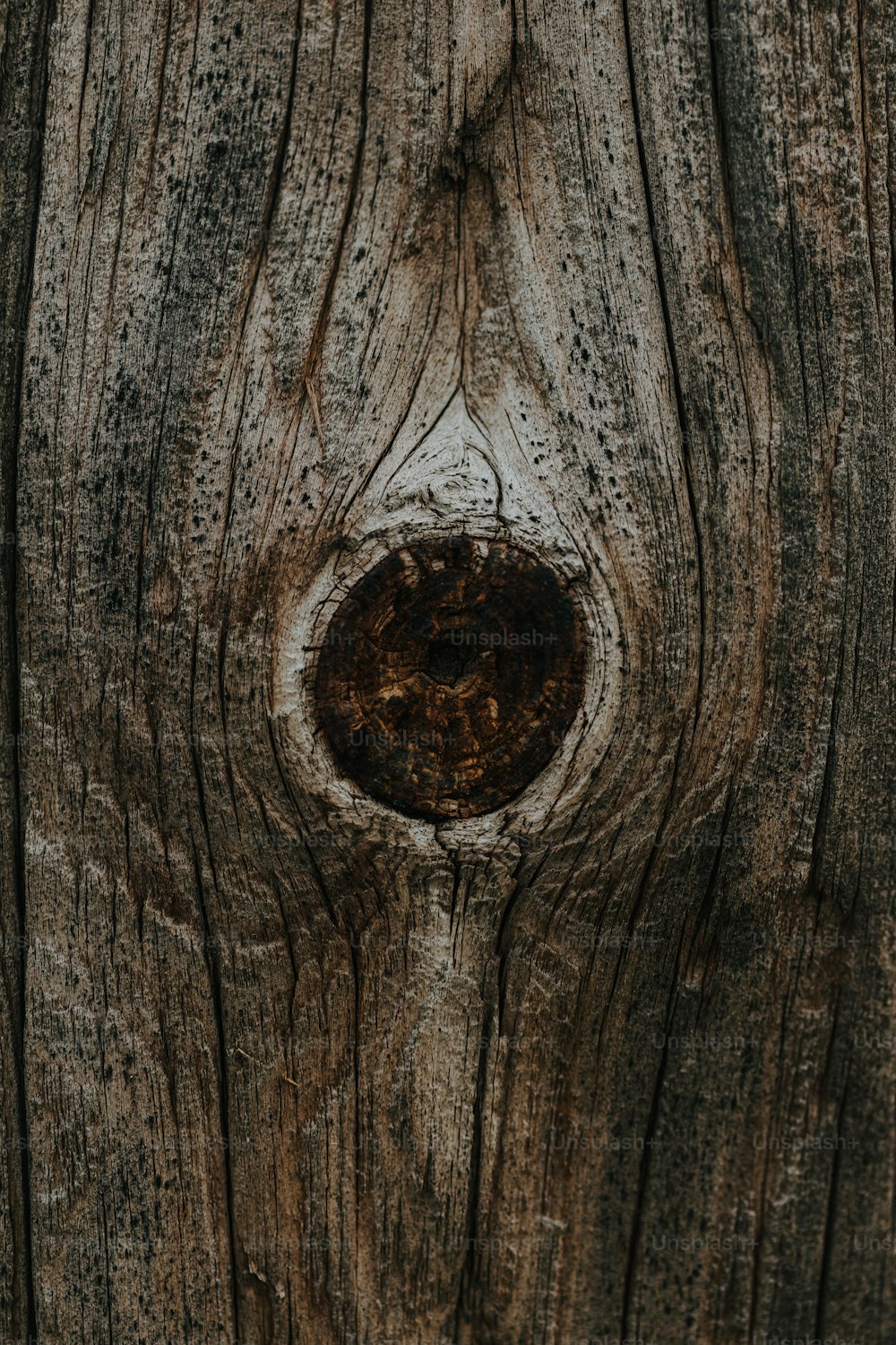 eine Nahaufnahme eines Baumstammes mit einem Loch darin