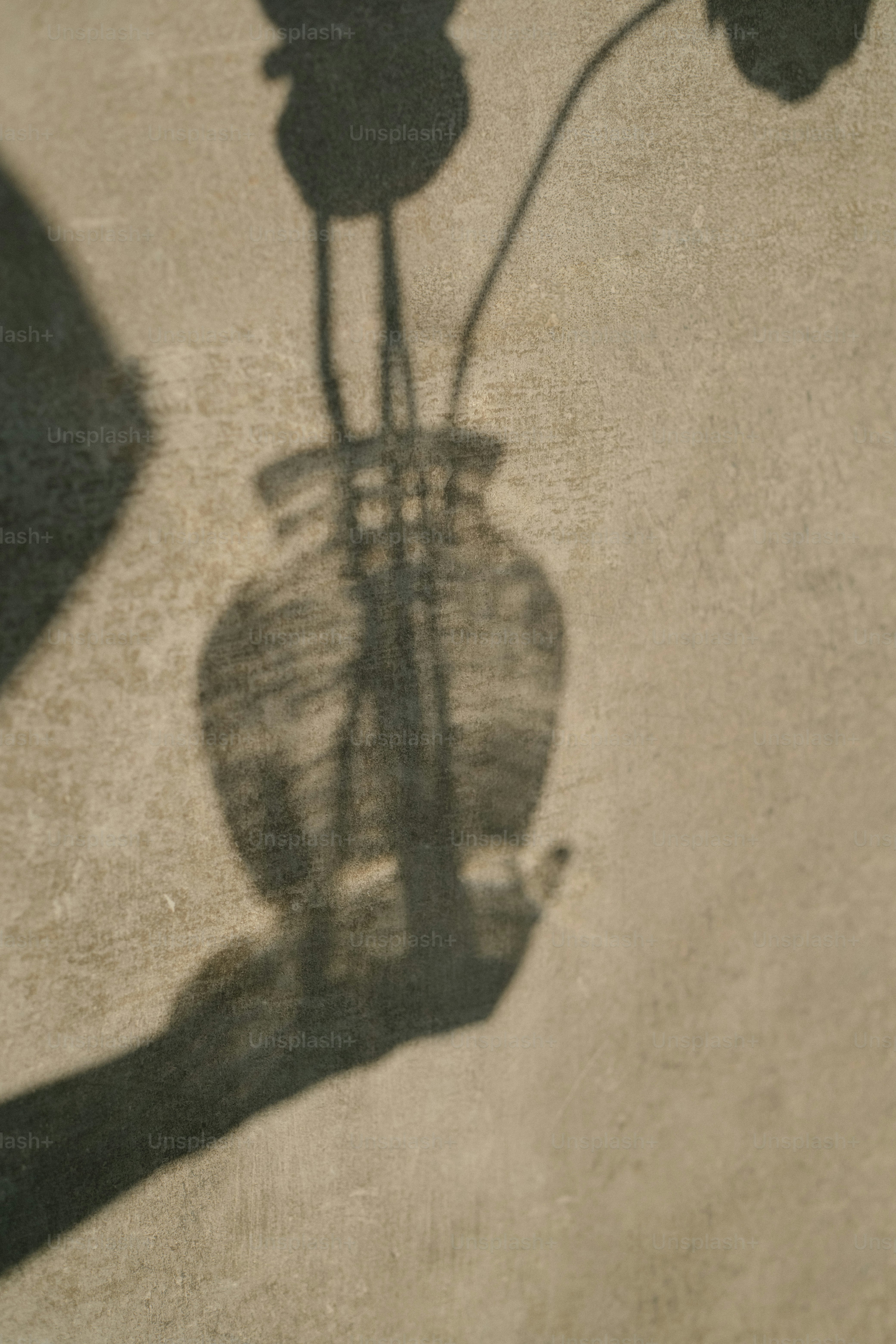 a shadow of a vase with a flower in it