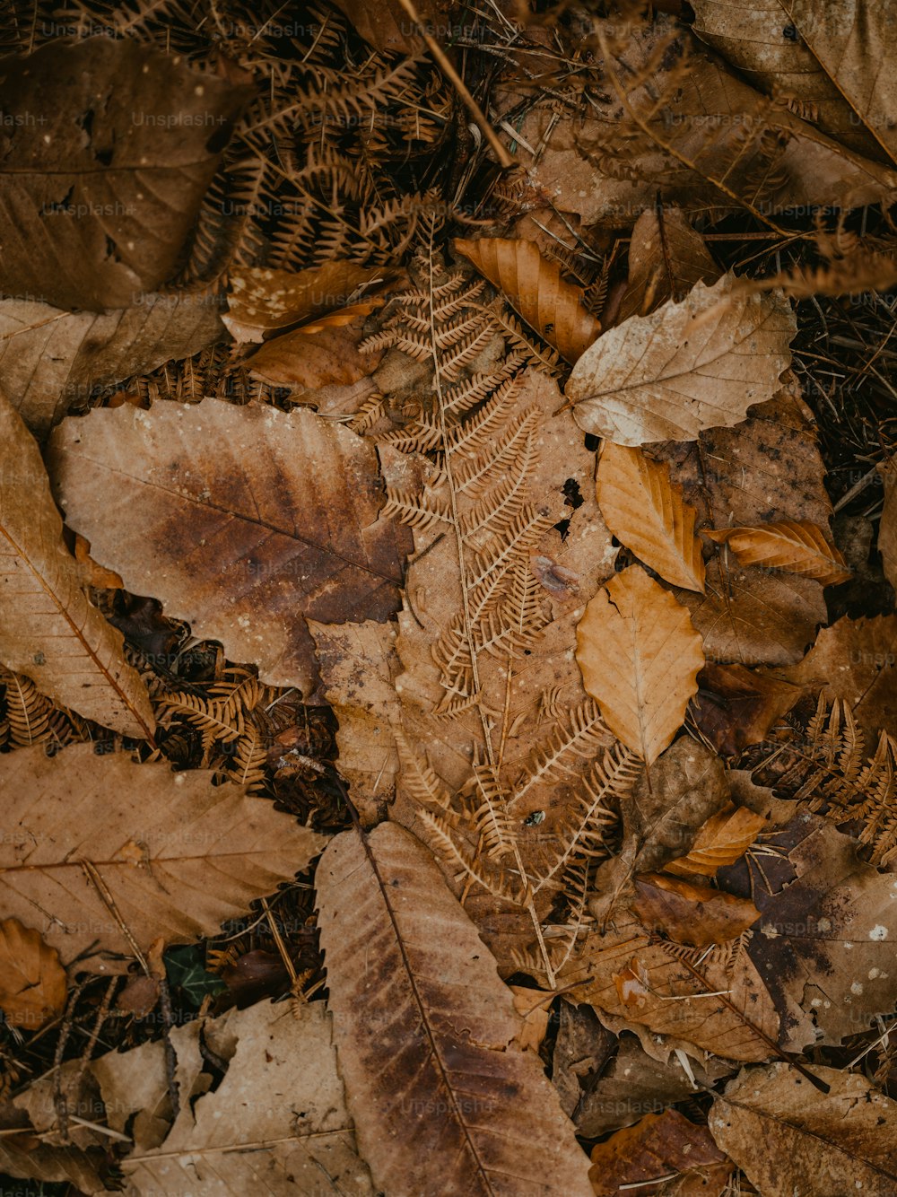30k+ Dry Leaf Pictures  Download Free Images on Unsplash