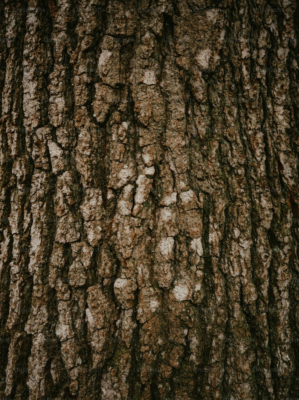 Un primer plano de la corteza de un árbol