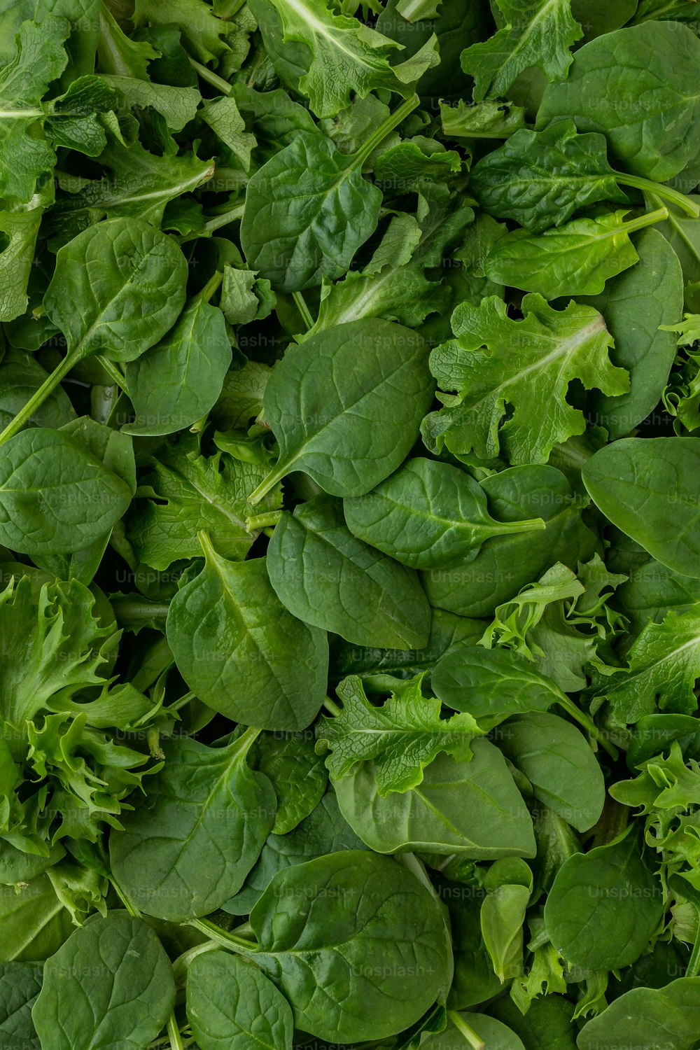 a pile of green leafy vegetables sitting on top of a table