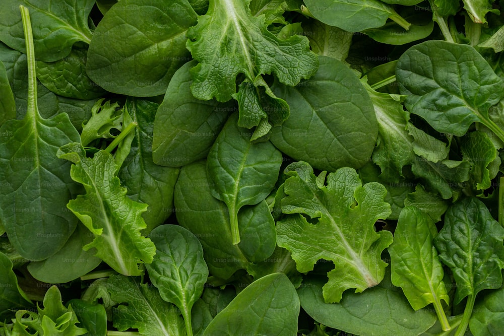 um close up de um monte de folhas verdes