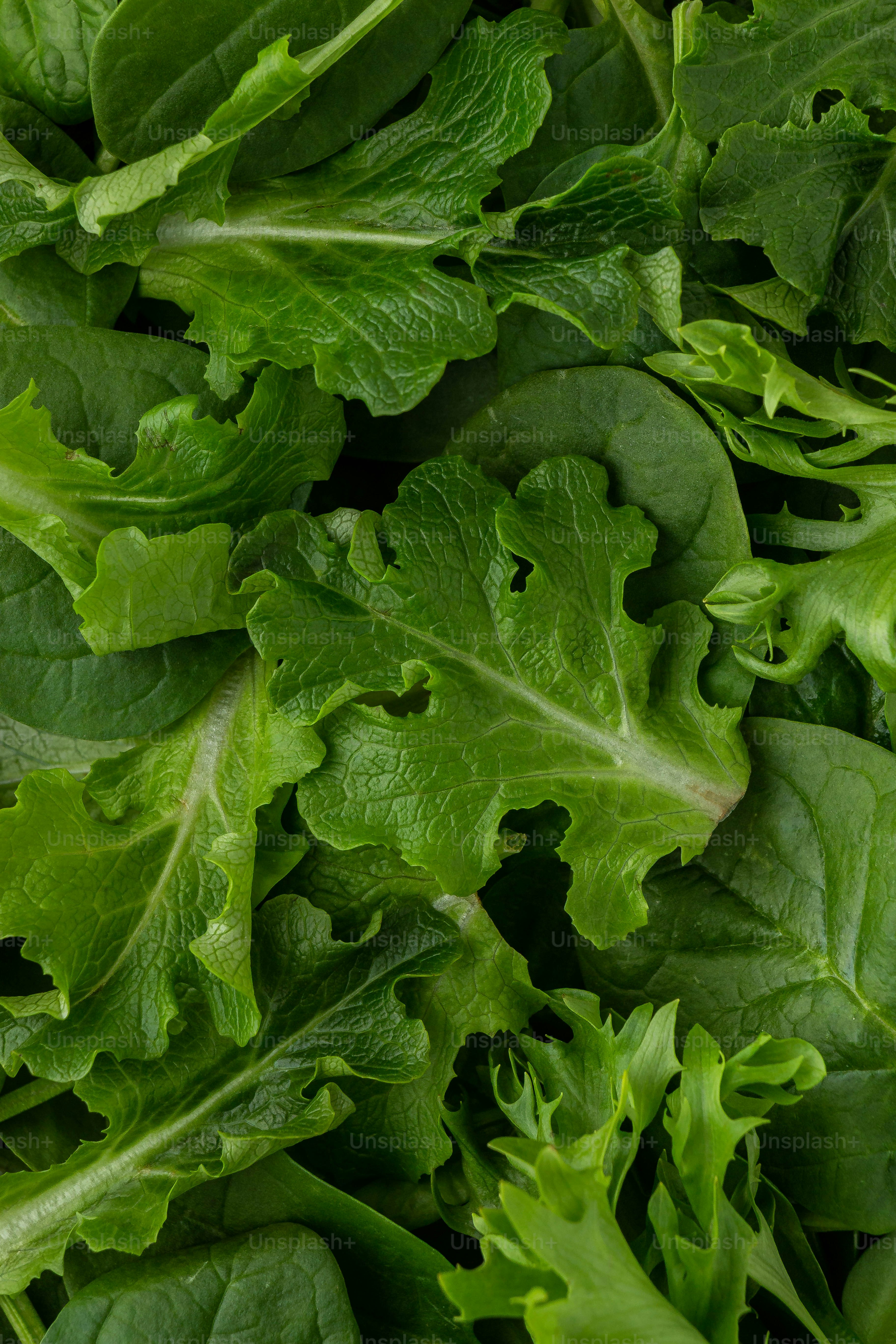 a close up of a bunch of green leaves