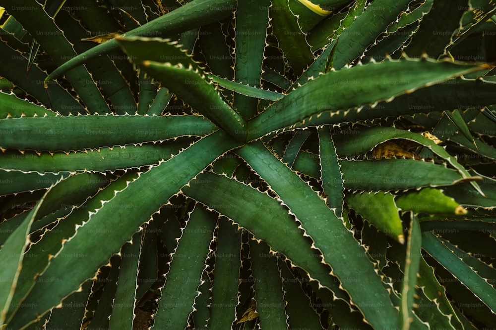Un primer plano de una planta verde con hojas