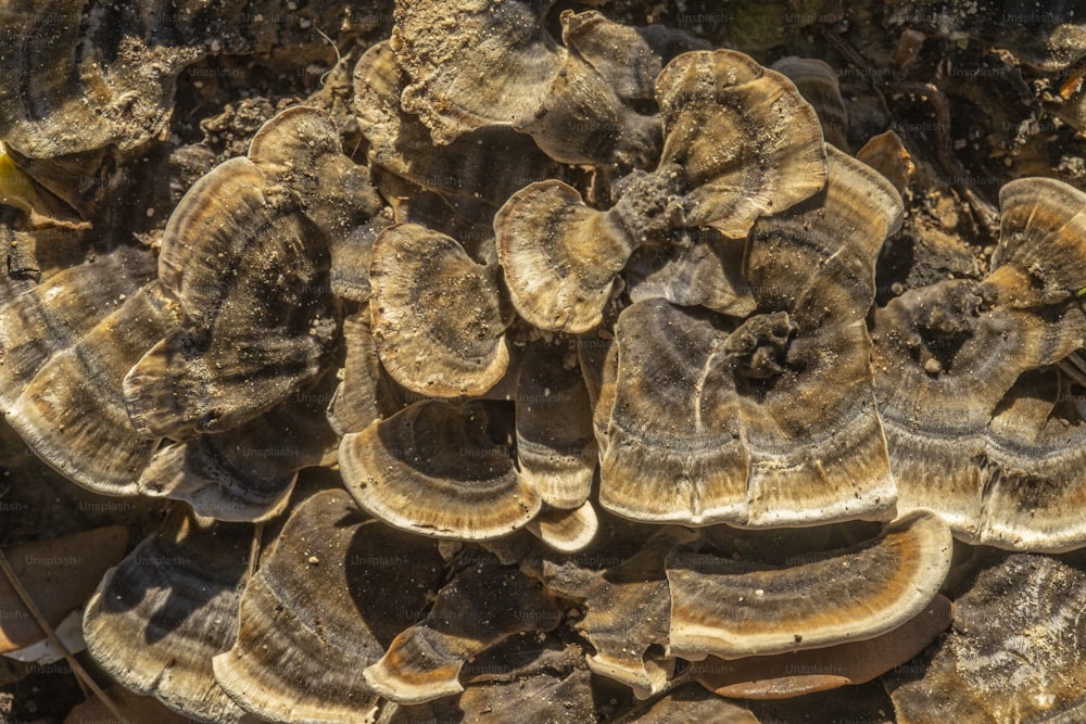 a bunch of mushrooms that are on the ground