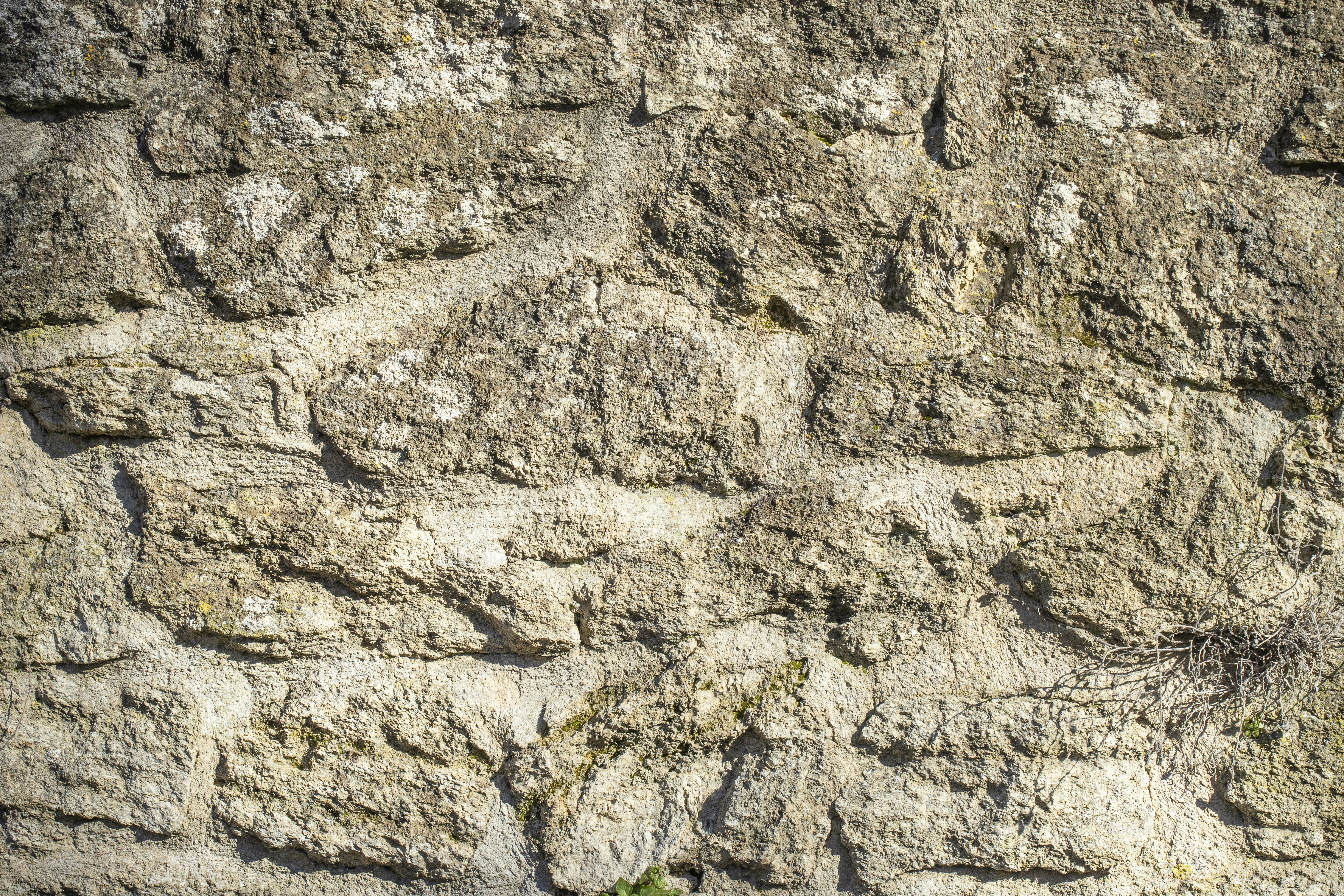 Un primer plano de un muro de piedra con una planta que crece fuera de él