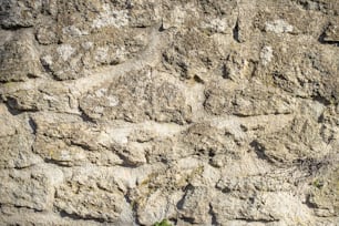 a close up of a stone wall with a plant growing out of it