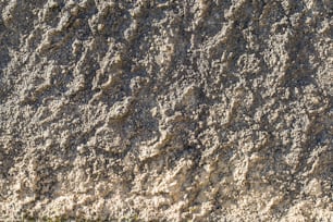 a bird standing on top of a sandy beach