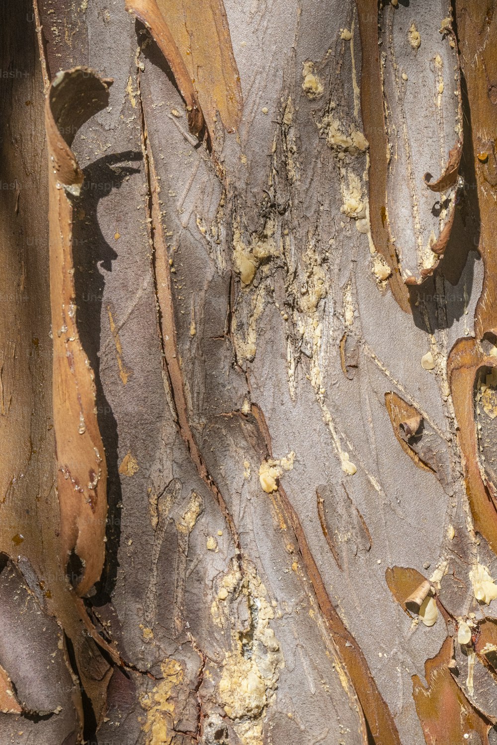 a close up of a tree trunk with peeling bark