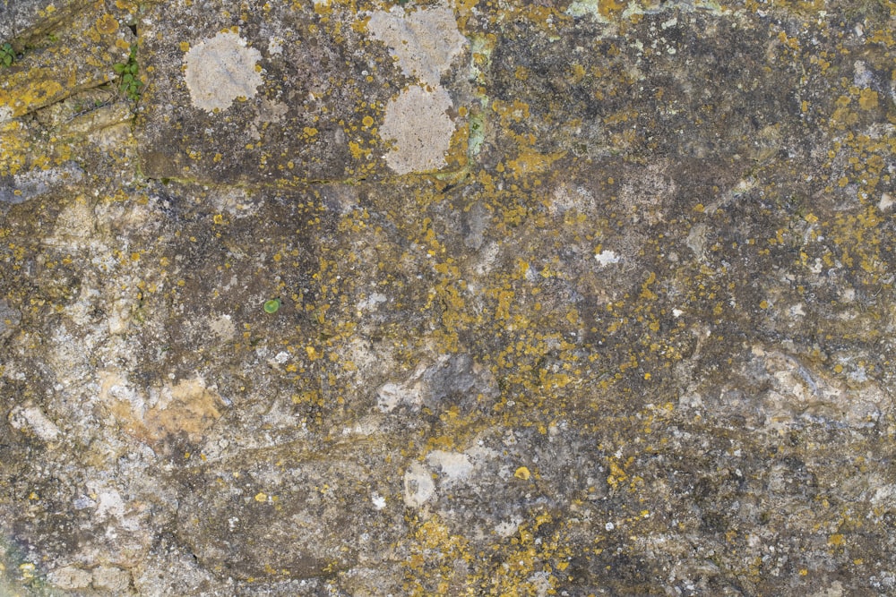 a close up of a rock with moss growing on it