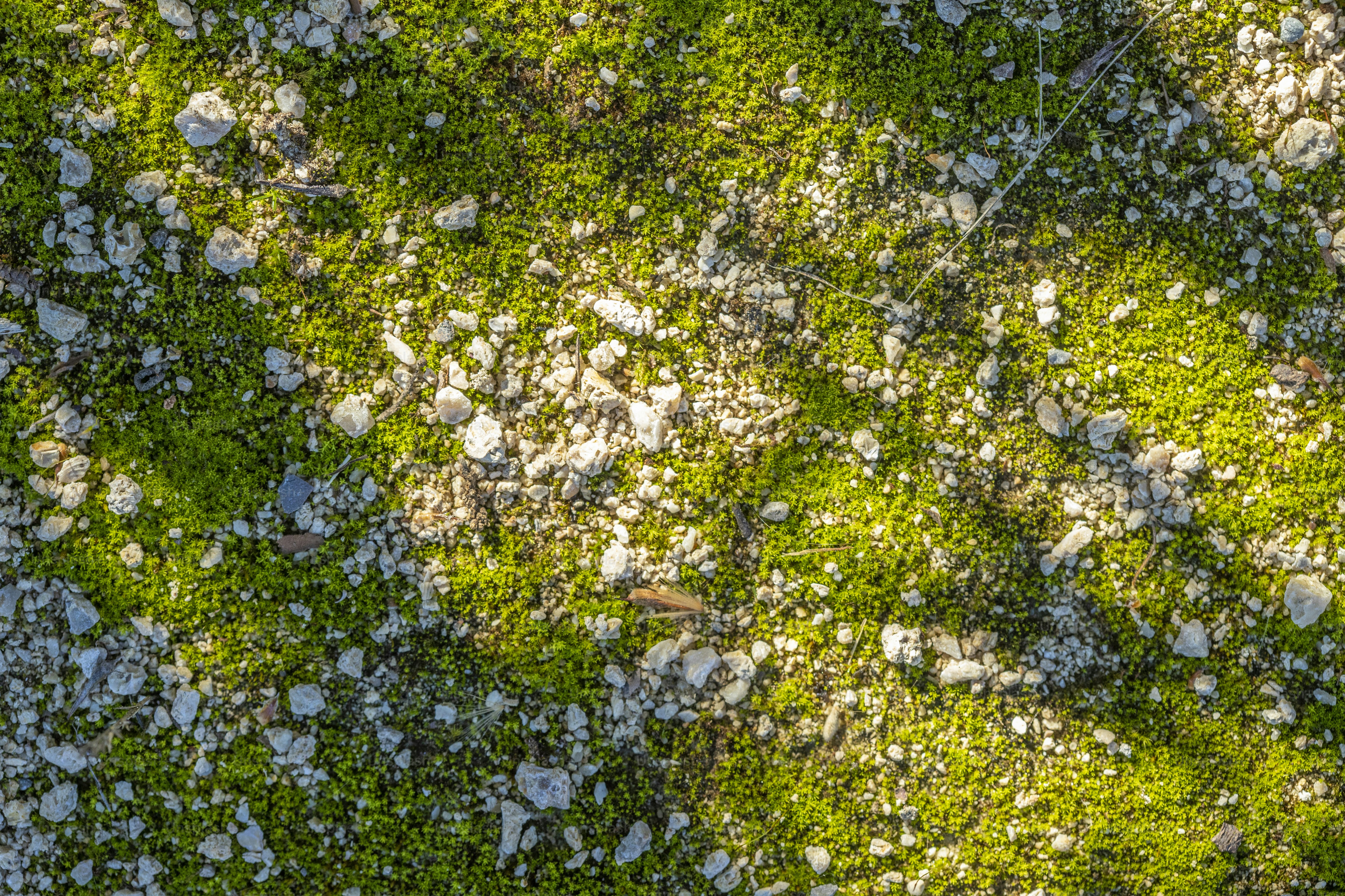 ein Stück Gras mit Steinen und Gras, das darauf wächst