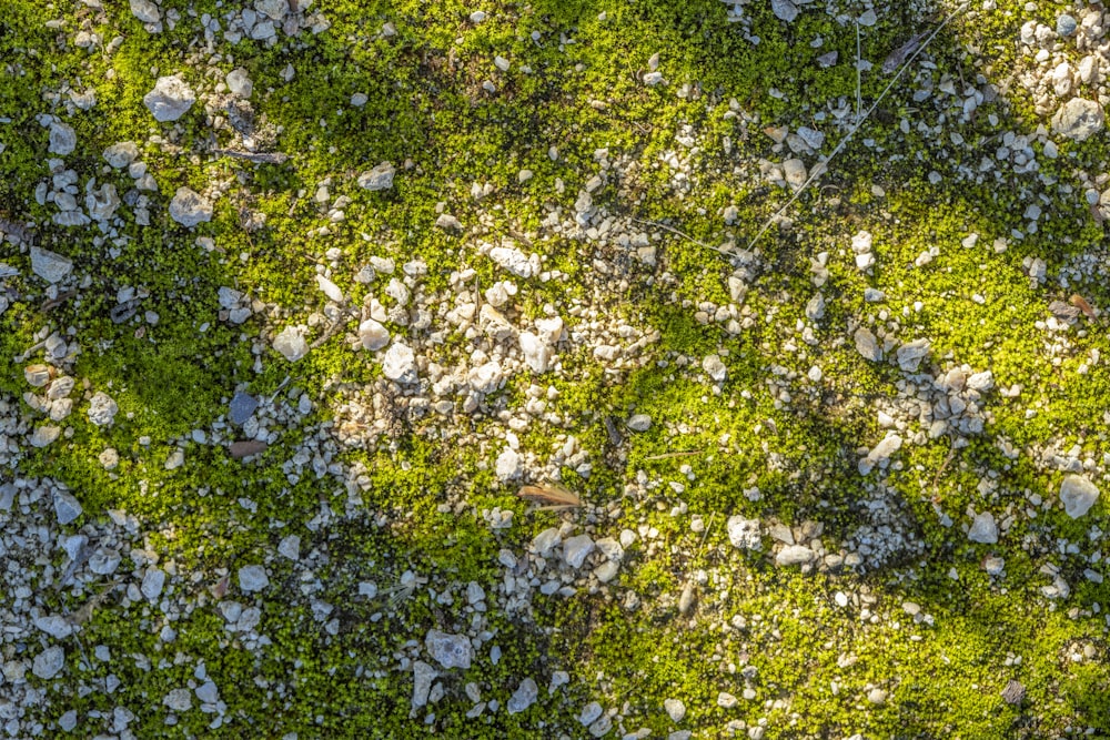 a patch of grass with rocks and grass growing on it