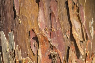 Un primer plano de una pared de madera con pintura descascarada