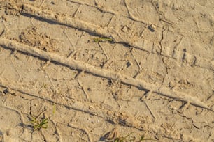 un gros plan d’un chemin de terre avec de l’herbe qui pousse dessus