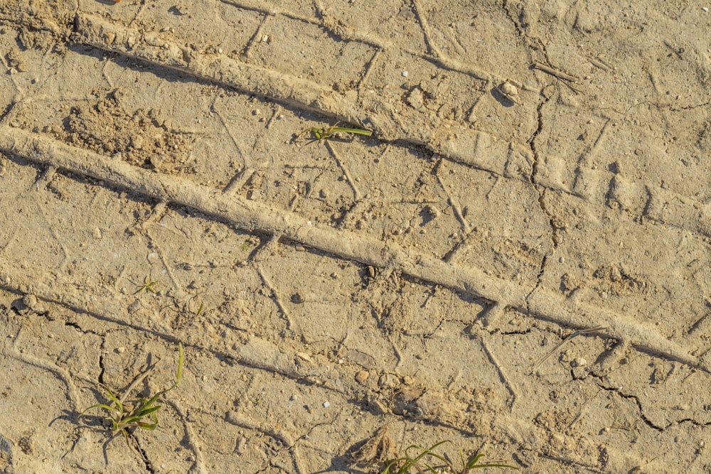um close up de uma estrada de terra com grama crescendo sobre ela