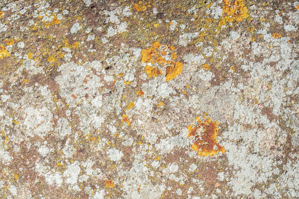 un gros plan d’un rocher avec du lichen et de la mousse qui poussent dessus