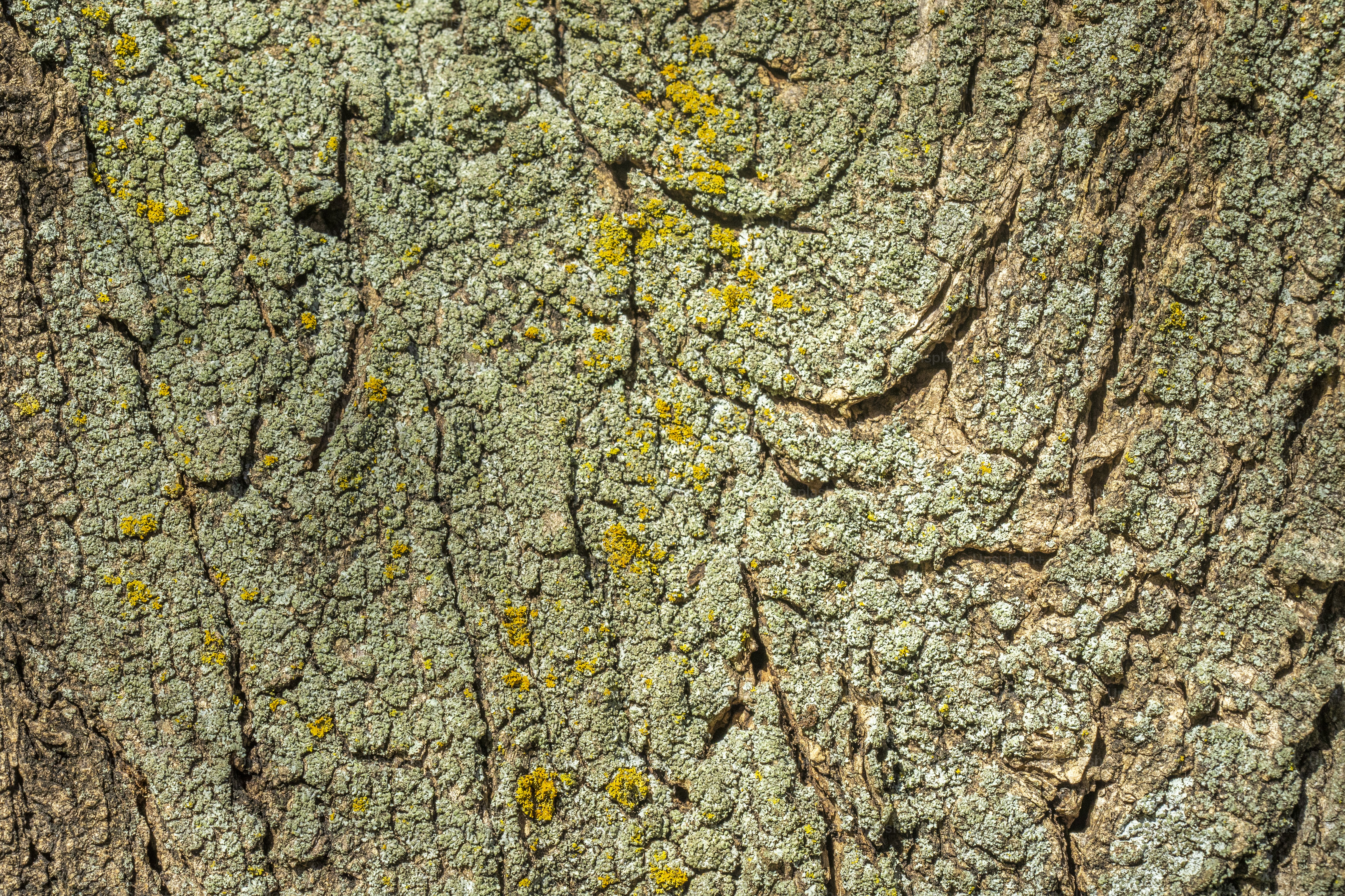 um close up de um tronco de árvore com musgo crescendo sobre ele