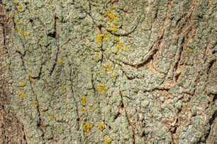 um close up de um tronco de árvore com musgo crescendo sobre ele